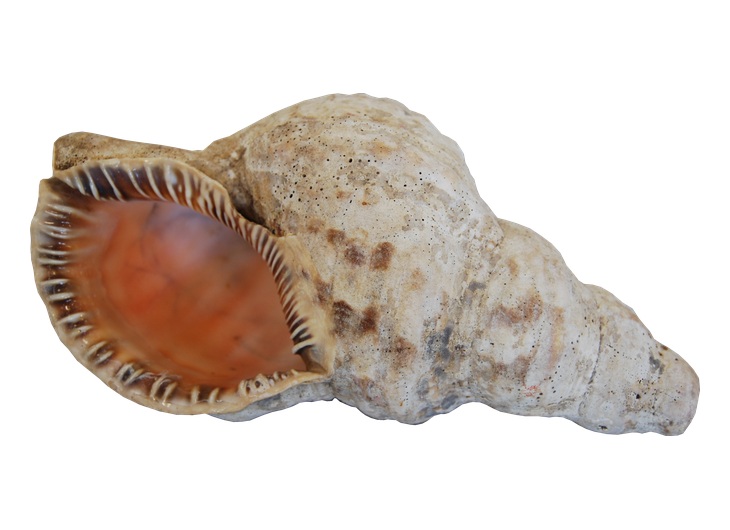 Kochlos conch trumpet made from a sea shell with an opening for blowing